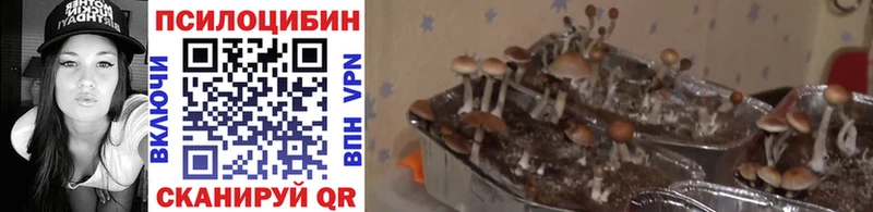 Купить закладки  Сергач  Галлюциногенные грибы Magic Shrooms 